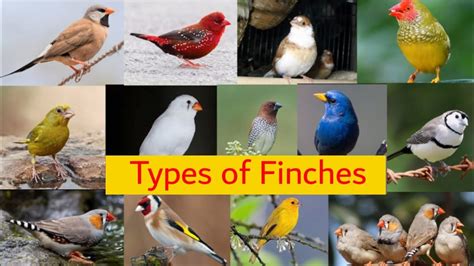 17 types of Finches | Species of Finches - YouTube