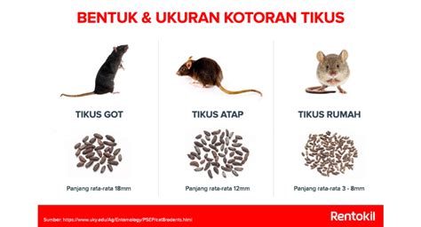 Rat Droppings - Rentokil Indonesia