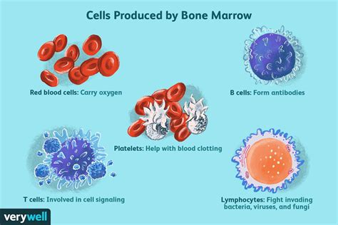 What Is Bone Marrow?