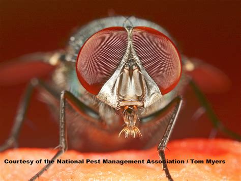 Goodinfo: Fly Eye Close Up