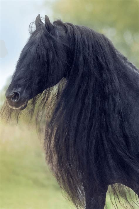 How to Grow Healthy, Long Manes and Tails - starlitridge.com