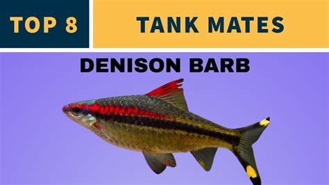 TANK MATES FOR DENISON BARB - YouTube