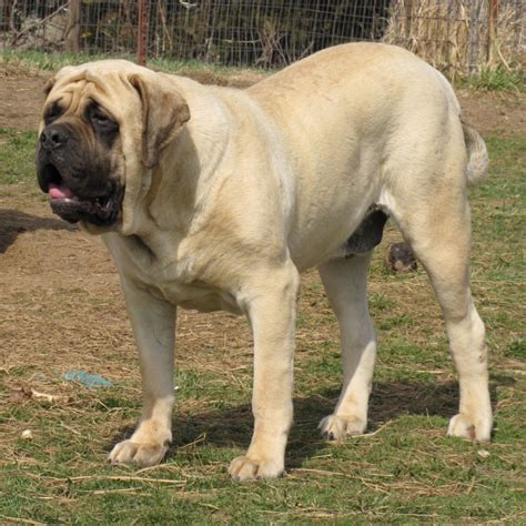 English Mastiff Breed Guide - Learn about the English Mastiff.