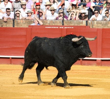 Spanish Fighting Bull - Wikipedia