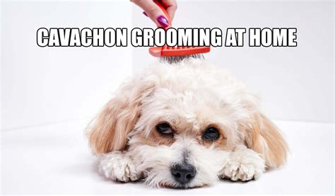 Cavachon Grooming Guide - Brushing, Nail Clipping, Bathing, & More ...