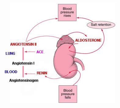 Aldosterone | You and Your Hormones from the Society for Endocrinology