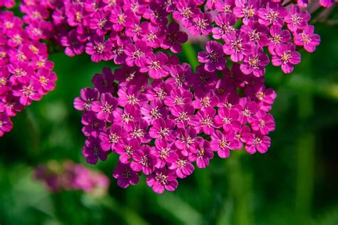 Achillea 'Yarrows' Care & Growing Tips | Horticulture.co.uk