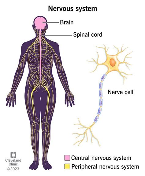 Peripheral Nerve Diagram