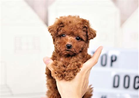 Twinkle the Teacup Poodle ($3,300) - Top Dog Puppies