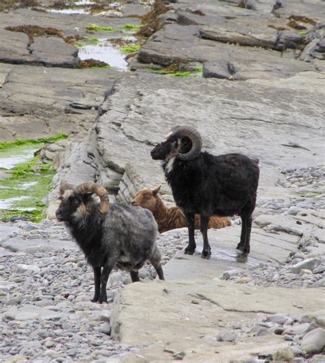 The North Ronaldsay Sheep is the first Slow Food Presidium in Scotland ...