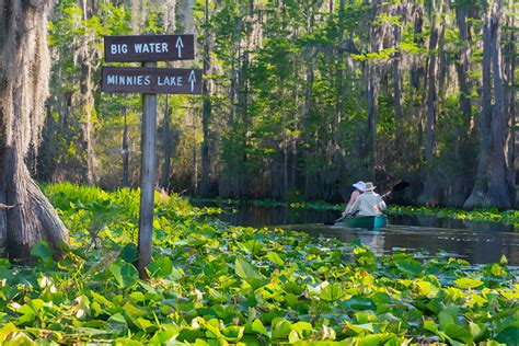 Canoeing Through Okefenokee Swamp's Mystical Waters 🏕️🚣‍♀️