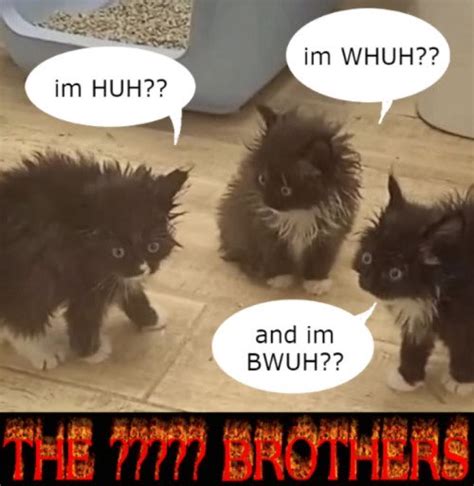 im HUH?? im WUH?? and im BWUH?? THE ????? BROTHERS | The Cat Brothers ...