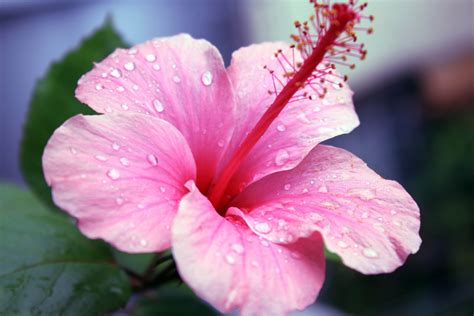 Water Drops On Petals Free Stock Photo - Public Domain Pictures