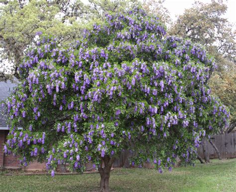 texas mountain laurel - Google Search | Texas mountain laurel, Mountain ...