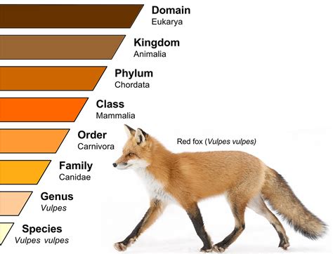 What biologists call a species is becoming more than just a name