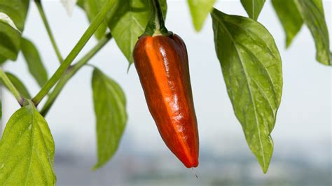 Everything You Need To Know About Fish Peppers