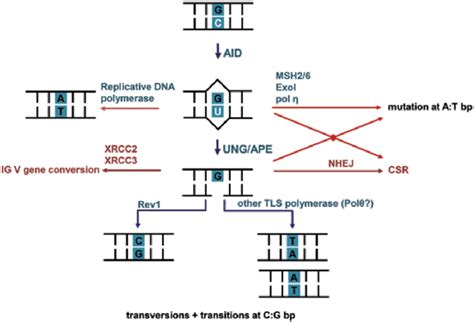 DNA deamination model of IG gene diversification by AID during SHM ...