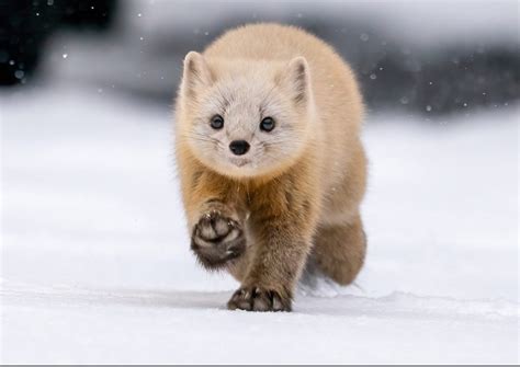 This sleek & furry creature is the Japanese Sable. A species of marten ...