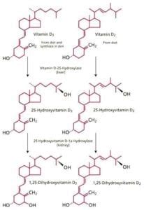 Vitamin D Structure - DSSurgery