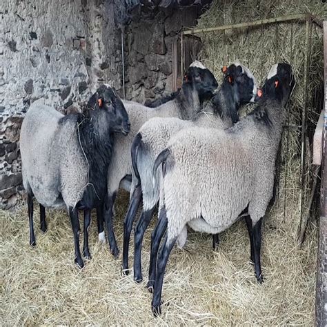 Breeding Romanov Sheep,Thailand price supplier - 21food