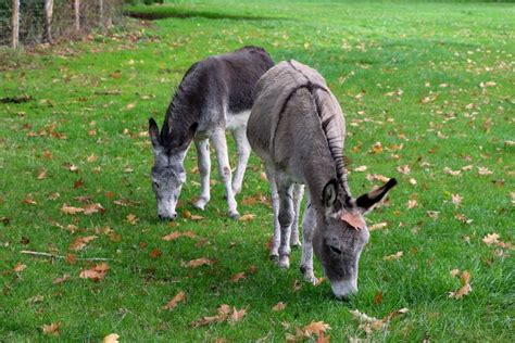 Does Every Donkey Have A Cross On Their Back? If So, Why? - horses ...