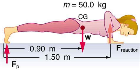 15 Muscular Force Examples: Detailed Insights - LAMBDAGEEKS