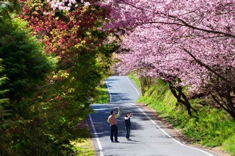 Cherry Blossoms in Taiwan: Everything You Need to Know Before Going