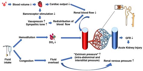 IJMS | Free Full-Text | Norepinephrine and Vasopressin in Hemorrhagic ...