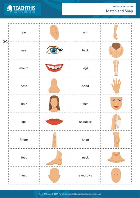 Pin on Parts of the Body - ESL Resources