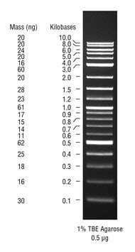 1 kb Plus DNA Ladder for Safe Stains | NEB