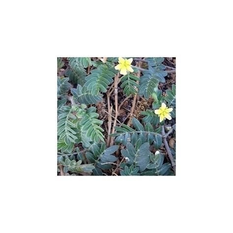 Puncture vine seeds, Tribulus terrestris for sale