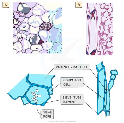 CIE A Level Biology复习笔记7.1.4 Phloem Sieve Tube Elements-翰林国际教育