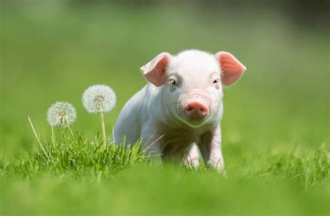 The World Of Baby Pigs Explored Through 8 Awesome Facts - Animal Corner