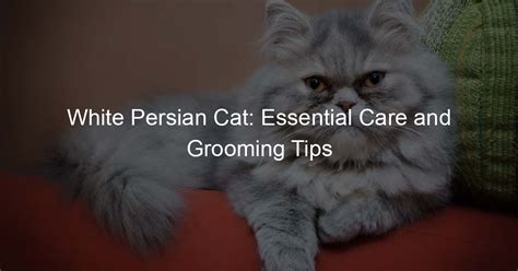 White Persian Cat: Essential Care and Grooming Tips - Persian Cat Lover