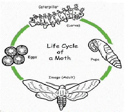 Moth Life Cycles