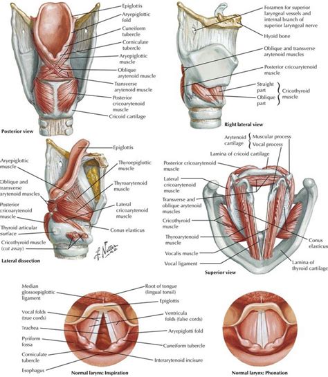 Tracheal Intubation and Endoscopic Anatomy | Basicmedical Key