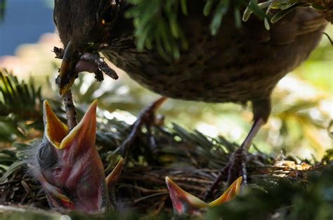 3 Ways to Help Birds During Nesting Season – Chirp Nature Center