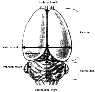 Allometry of Postnatal Rat Brain Development Prenatally Exposed to Aspirin