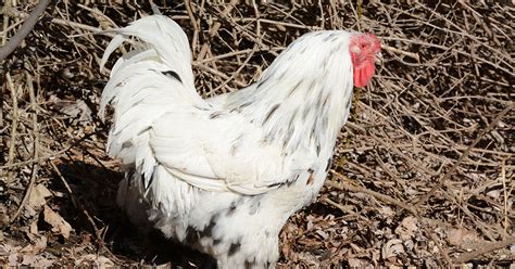 Chantecler Chicken Breed & Care Guide - The Garden Magazine