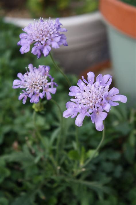 pincushion flower Pin Cushions, Backyard, Flowers, Plants, Patio ...