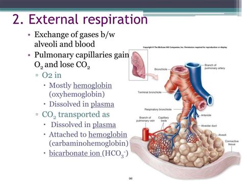 PPT - RESPIRATION PowerPoint Presentation - ID:1757215