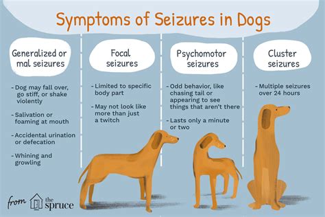 Seizures in Dogs