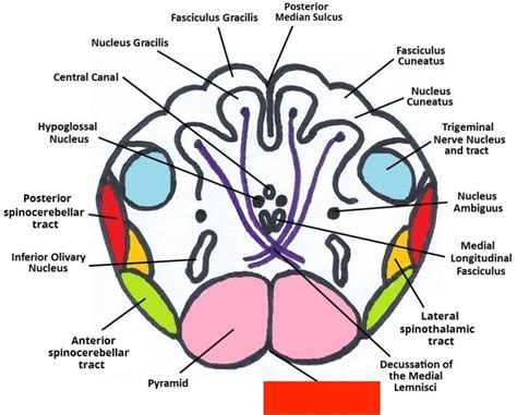 The Medulla Oblongata - Internal Structure - Vasculature - TeachMeAnatomy