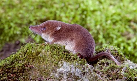 Common Shrew | Heart of England Forest