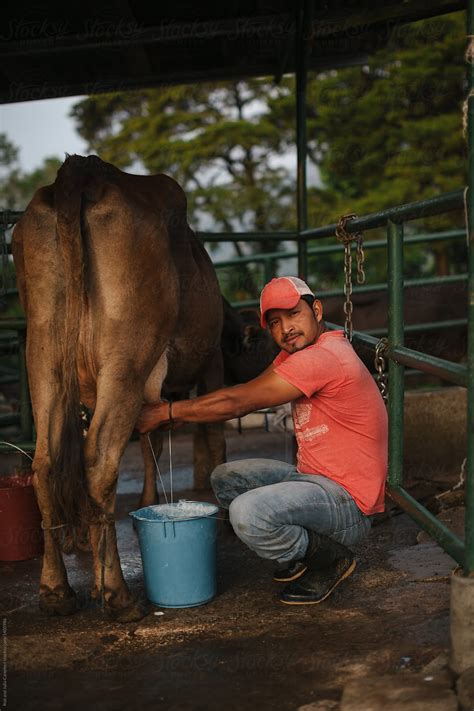 "Farmer Milking Dairy Cows At Sunrise" by Stocksy Contributor "Rob And ...