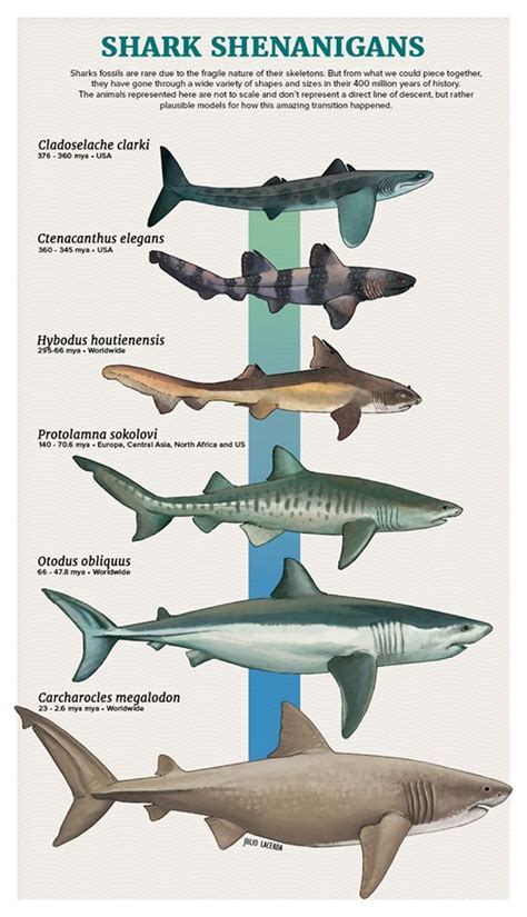 Shark Evolution Poster