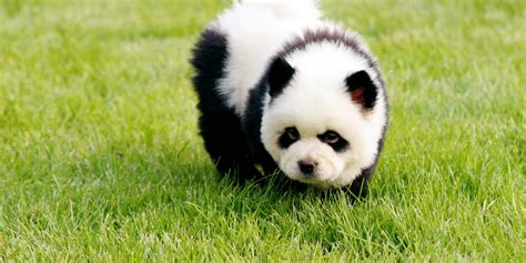 Panda Dogs Are Dogs That Look Like Pandas (PHOTOS)