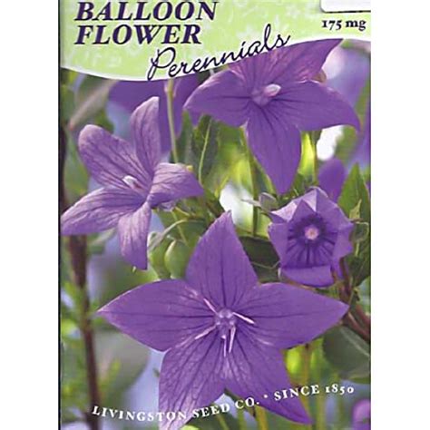 Livingston Seed Balloon Flower Seed