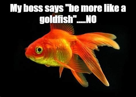 Meme: "My boss says "be more like a goldfish".....NO" - All Templates ...