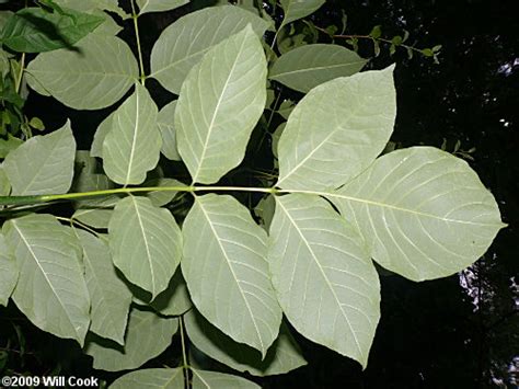 White Ash (Fraxinus americana)